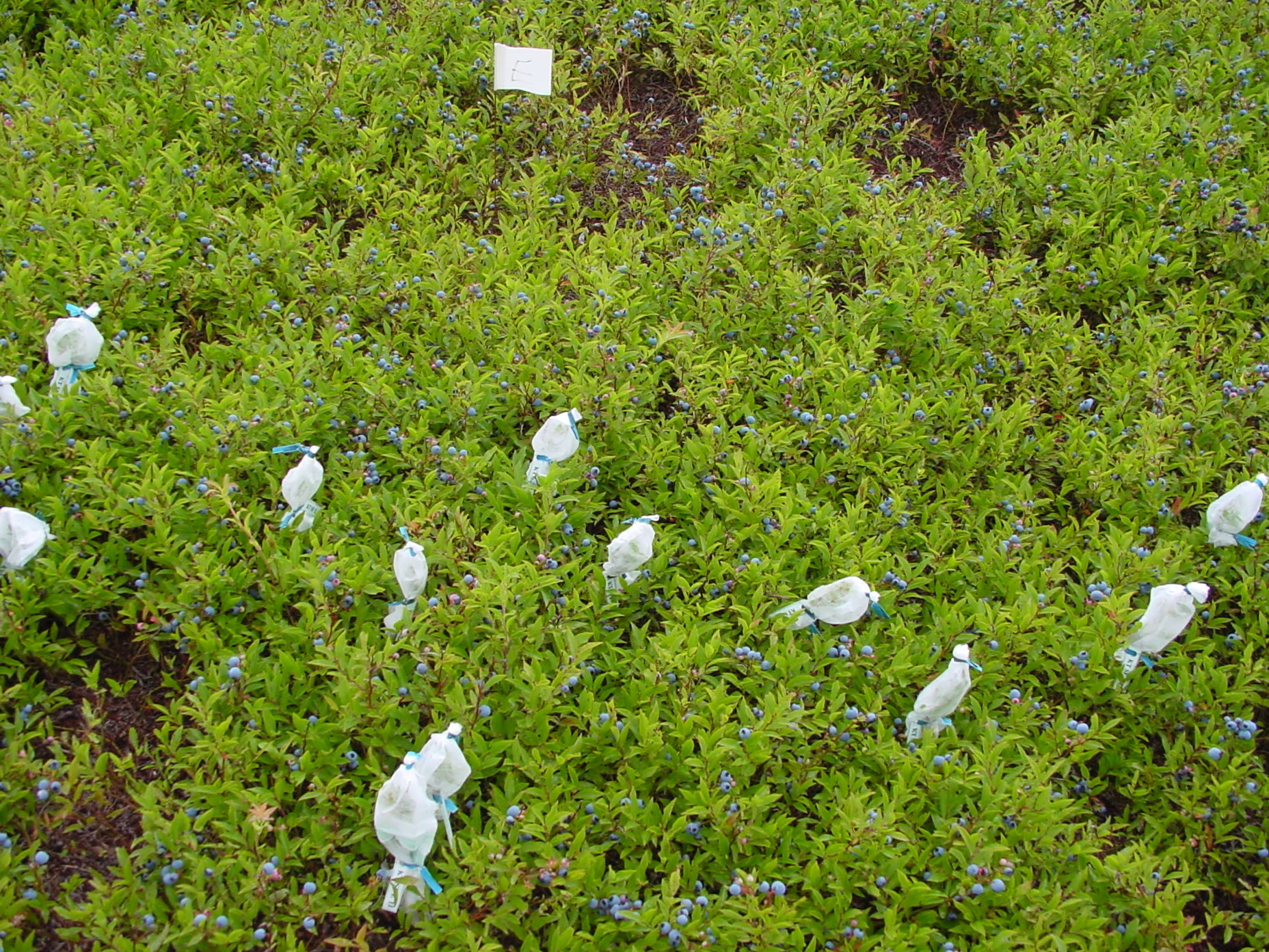 Experiments to the Wild Blueberry Network Information Centre